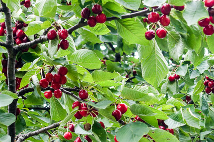 Cherries ripening in Maria Sibylla Merian Garden, Kaiserburg Nuremberg