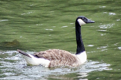 Goose on River Pegnitz, Nuremberg