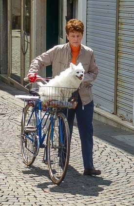 Dog on bicycle in Adria