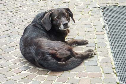 Dog in Adria, Italy