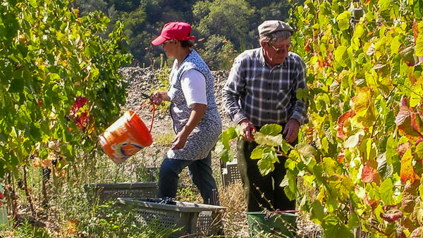 Grape pickers in Portugal's Douro Valley.