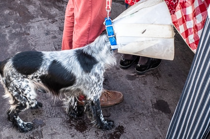 Dog with Elizabethan collar in Beauvais, France