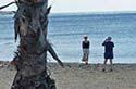 Palm tree in Civitavecchia