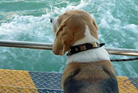 Beagle on Venice water bus