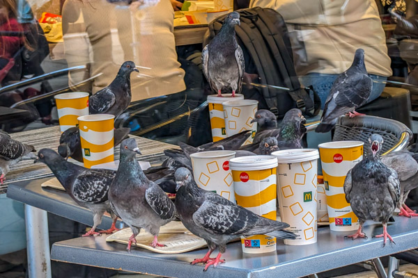 Pigeons at McDonald's Venezia.
