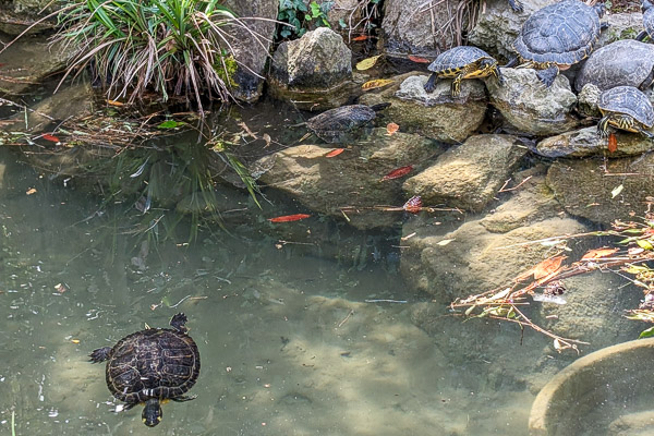 Turtles in the Viale Garibaldi fountain, Venice, Italy.