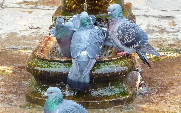 Pigeons at a water fountain in Venice, Italy