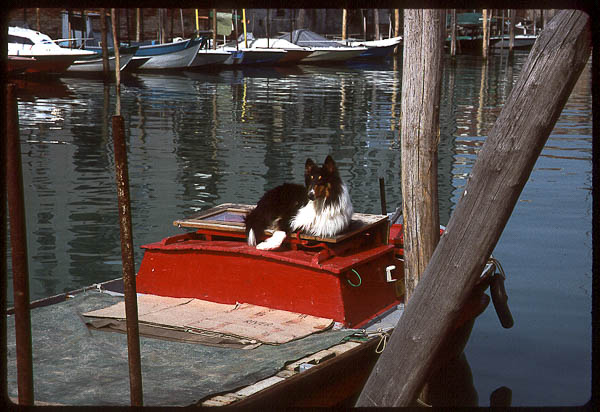 Dog on boat in Venice, 1999