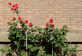 Flowers by Chiesa di San Antonio in Marghera