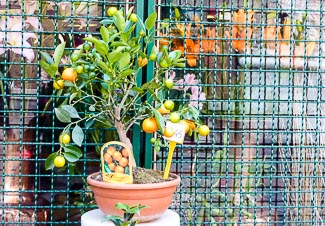 Citrus tree in Venice