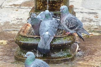 Pigeons at fountain in Venice