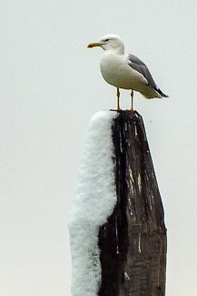 Seagull on piling with snow, Venice
